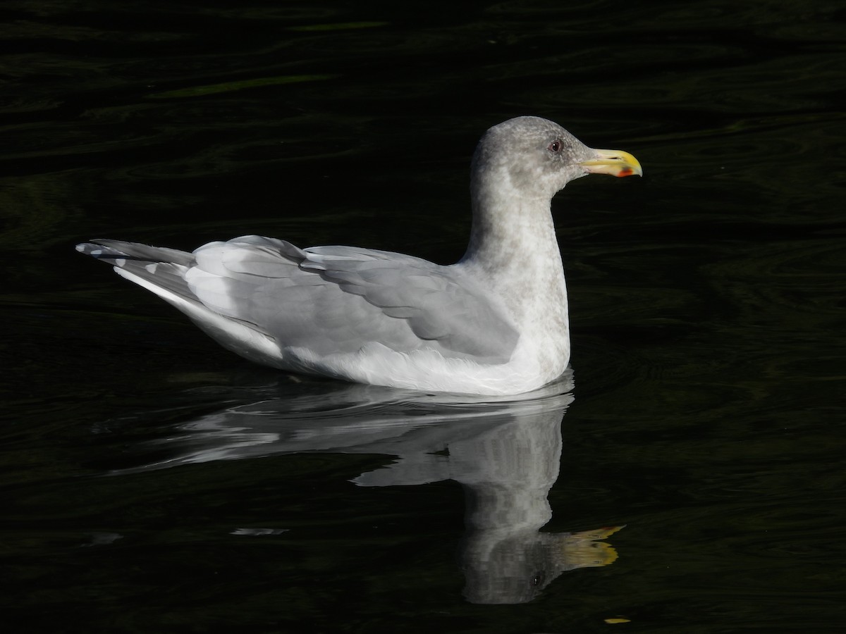 Glaucous-winged Gull - ML646085992
