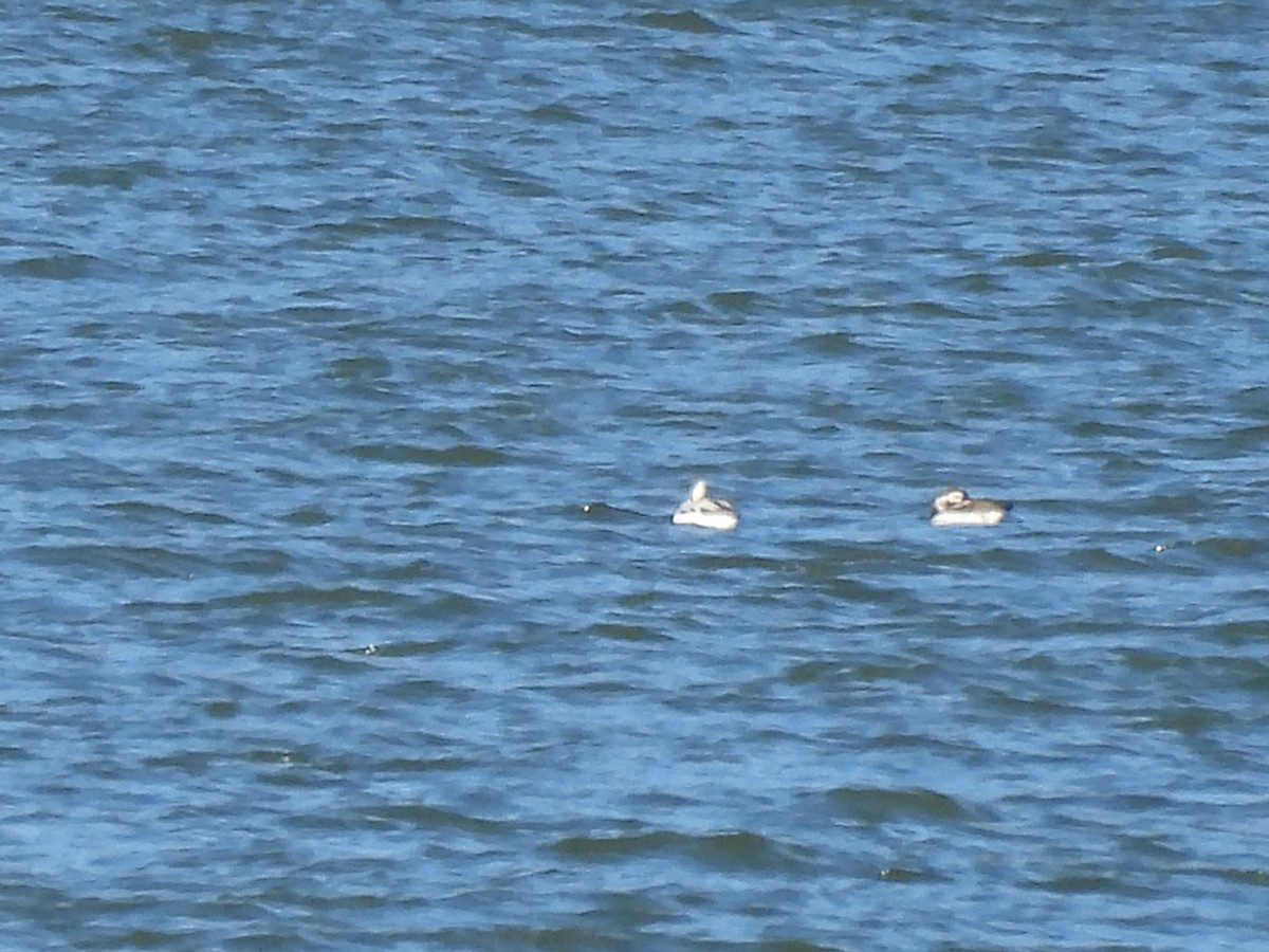 Long-tailed Duck - ML646085998