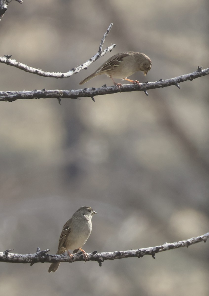 Golden-crowned Sparrow - ML646086000