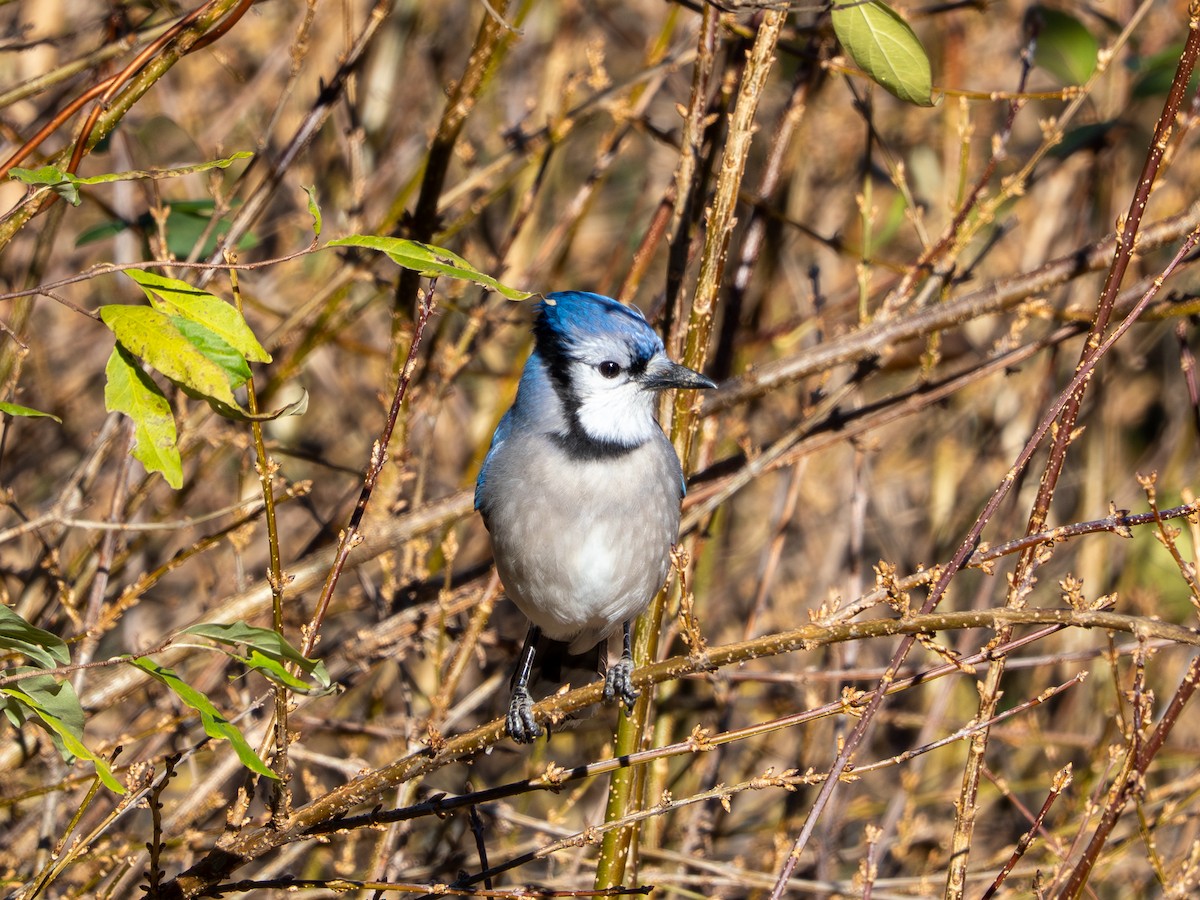 Сизойка блакитна - ML646086006