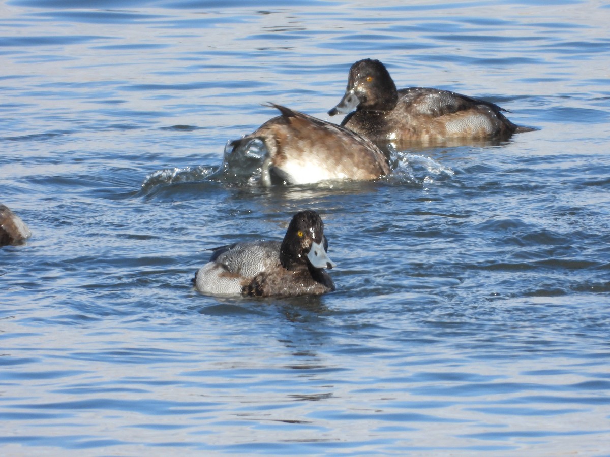 Lesser Scaup - ML646086011
