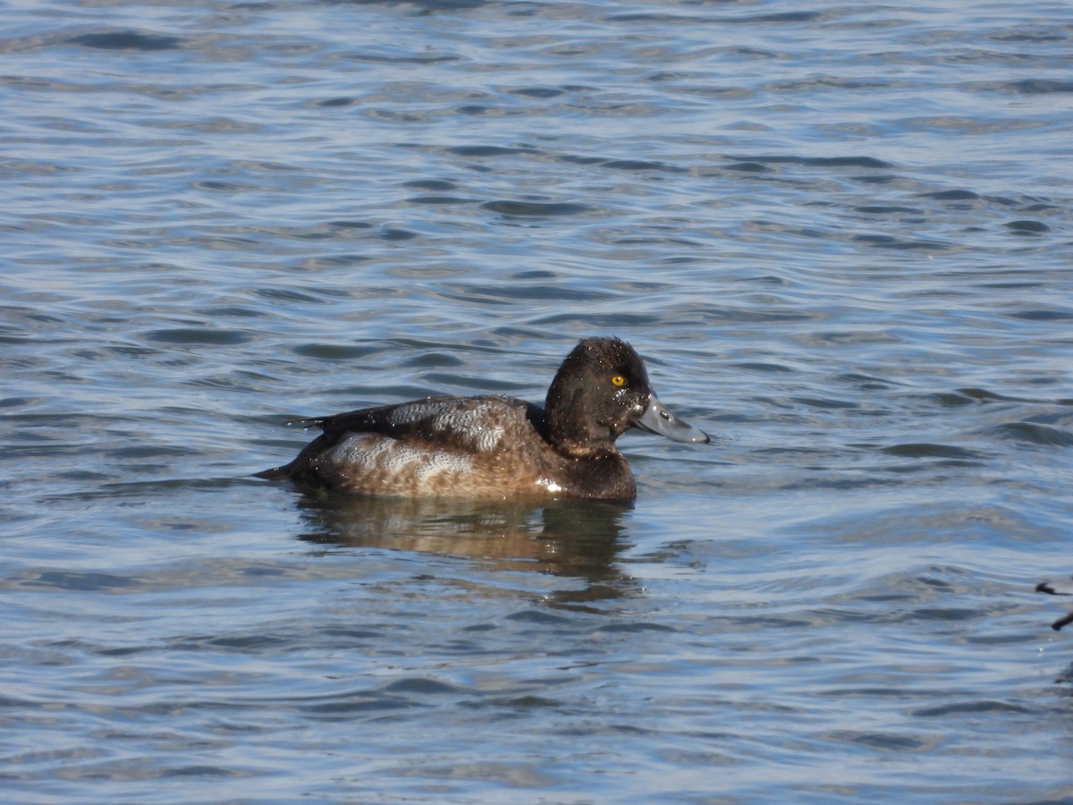 Lesser Scaup - ML646086012