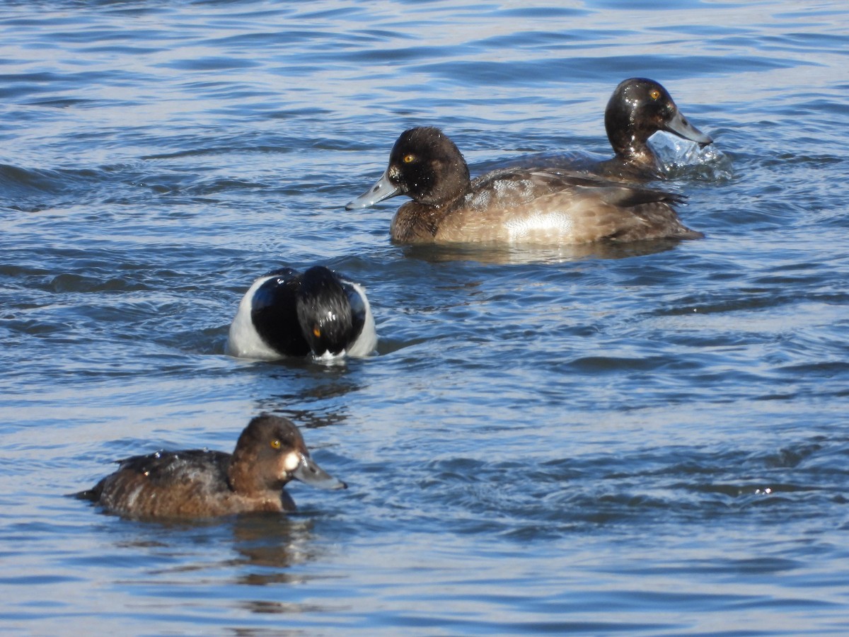 Lesser Scaup - ML646086013