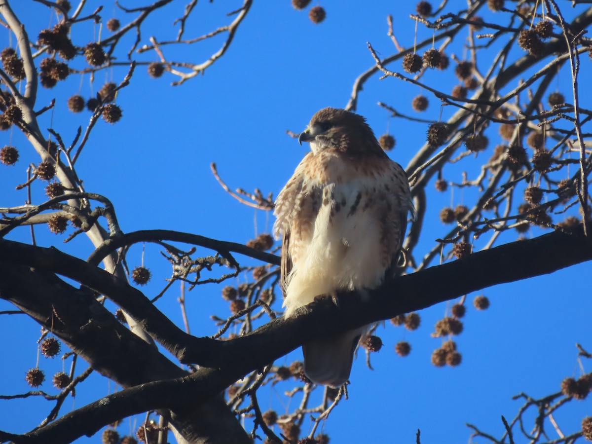 Red-tailed Hawk - ML646086014