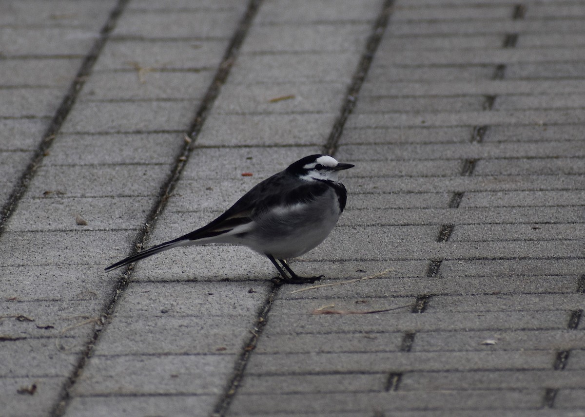 linerle - ML646086016