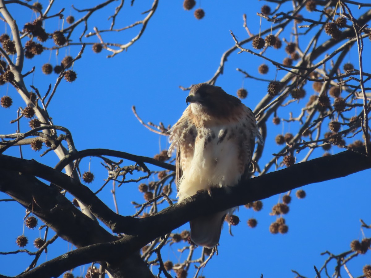 Red-tailed Hawk - ML646086017