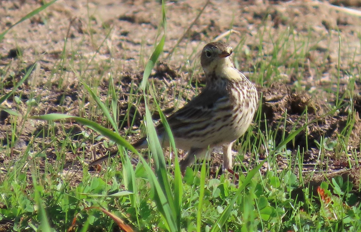 American Pipit - ML646086018