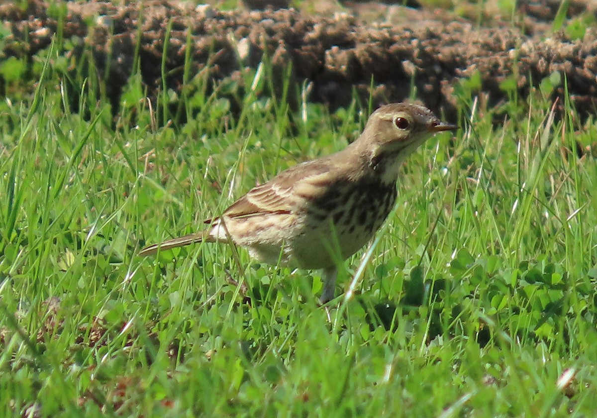 American Pipit - ML646086026