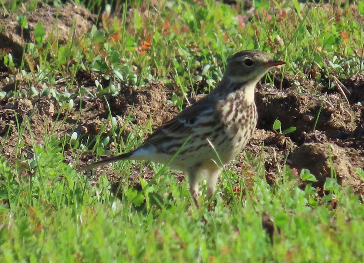 American Pipit - ML646086027