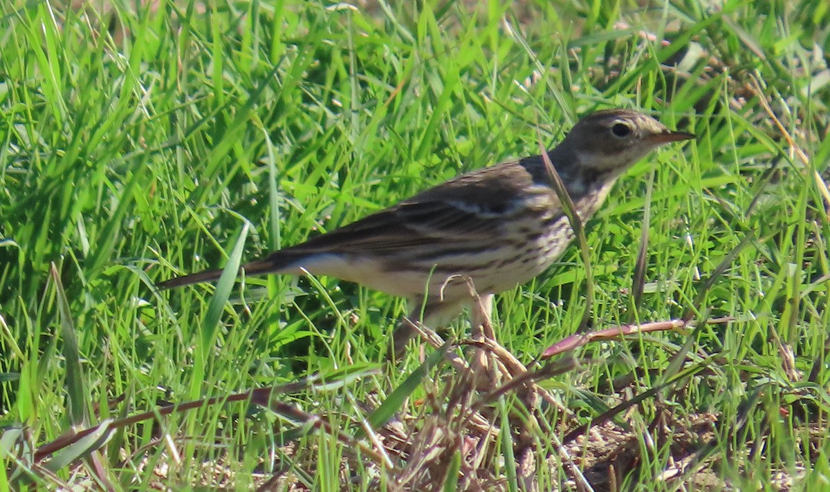American Pipit - ML646086028