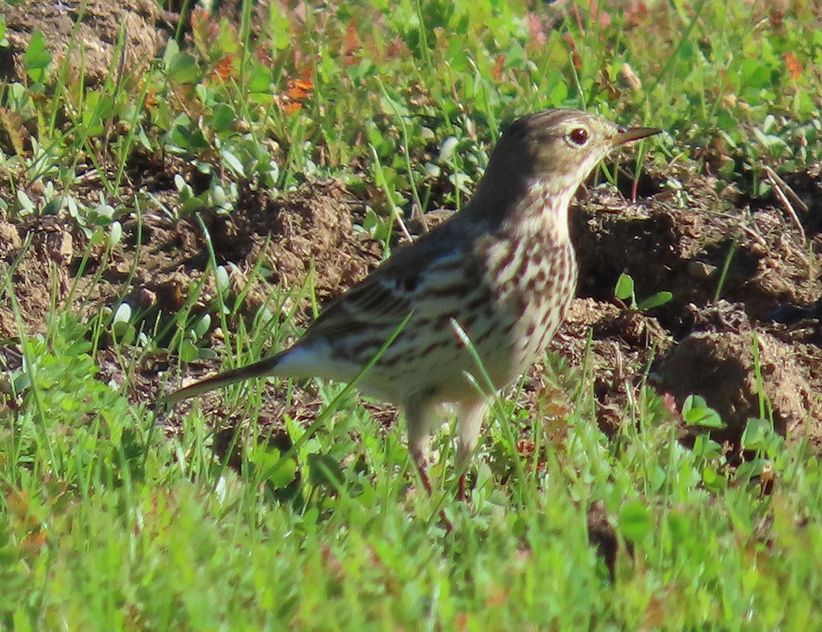 American Pipit - ML646086029
