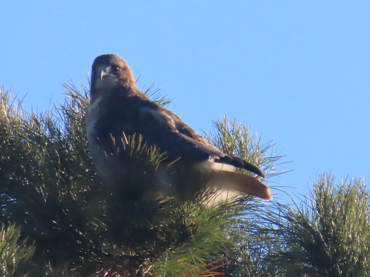 Red-tailed Hawk - ML646086046