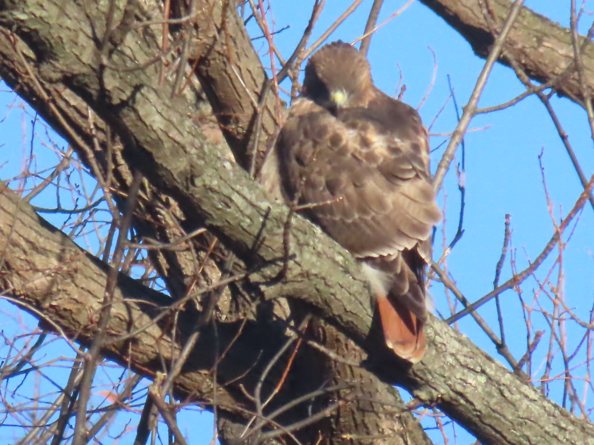 Red-tailed Hawk - ML646086047
