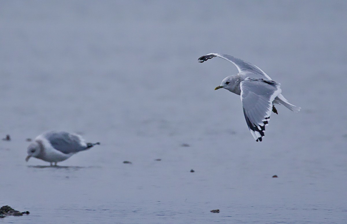 Short-billed Gull - ML646086048