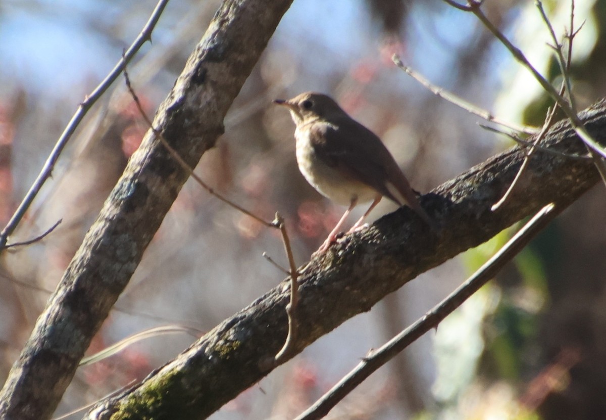 Hermit Thrush - ML646086049