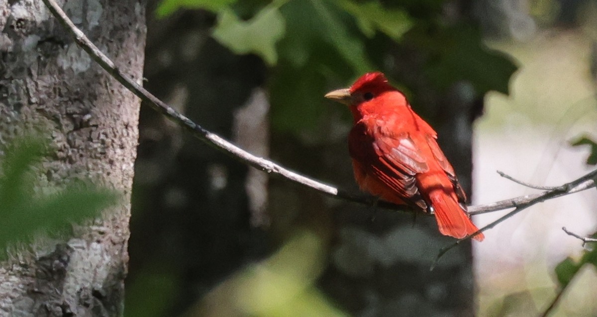 Summer Tanager - ML646086050