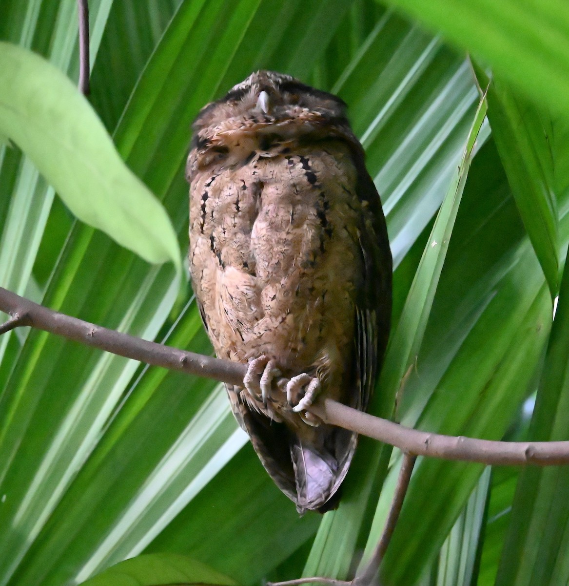 Collared Scops-Owl - ML646086051