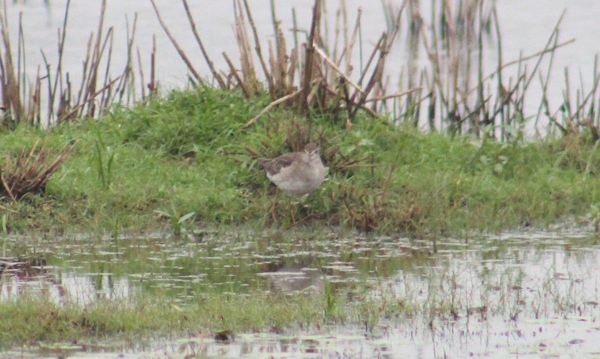 Wood Sandpiper - ML646086052