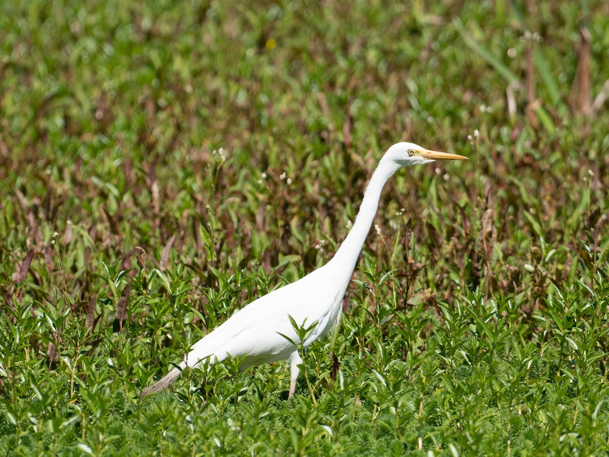 Plumed Egret - ML646086053