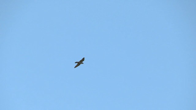 Peregrine Falcon (Australian) - ML646086054