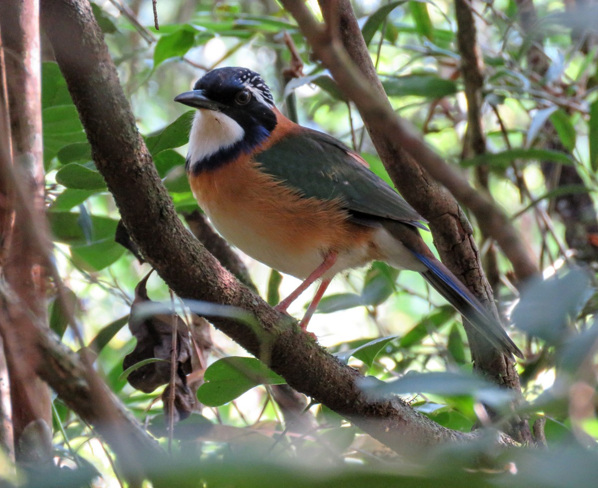 Pitta-like Ground-Roller - ML646086055