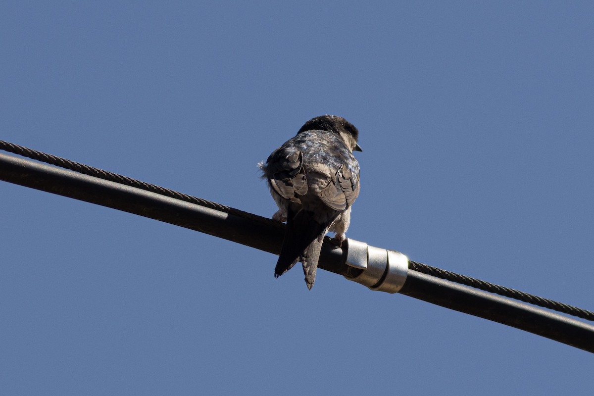 Western House-Martin - ML646086056