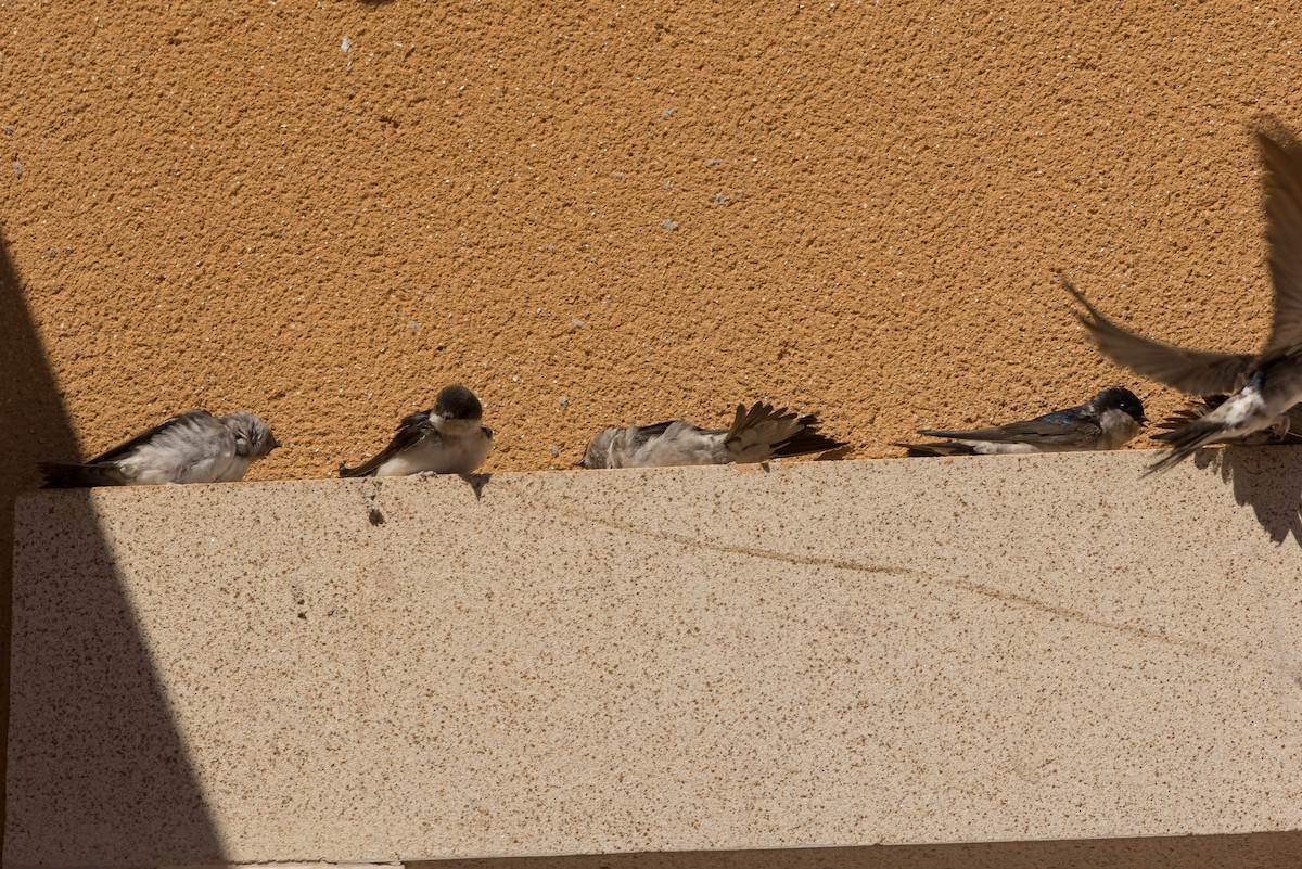 Western House-Martin - ML646086057