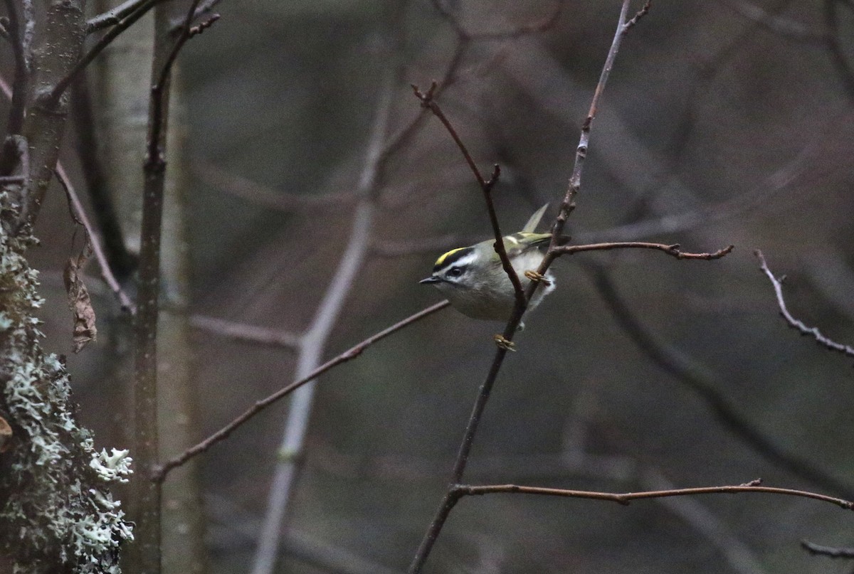 Golden-crowned Kinglet - ML646086058