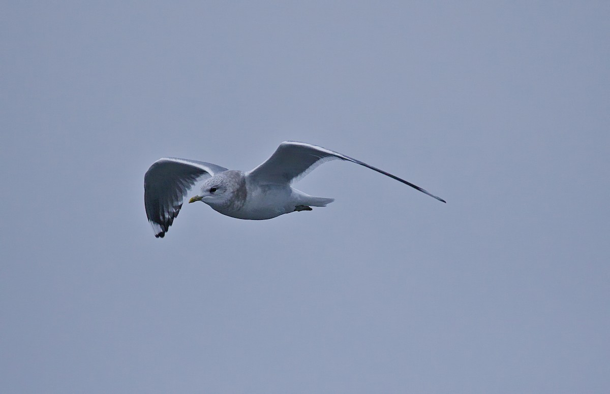 Short-billed Gull - ML646086059