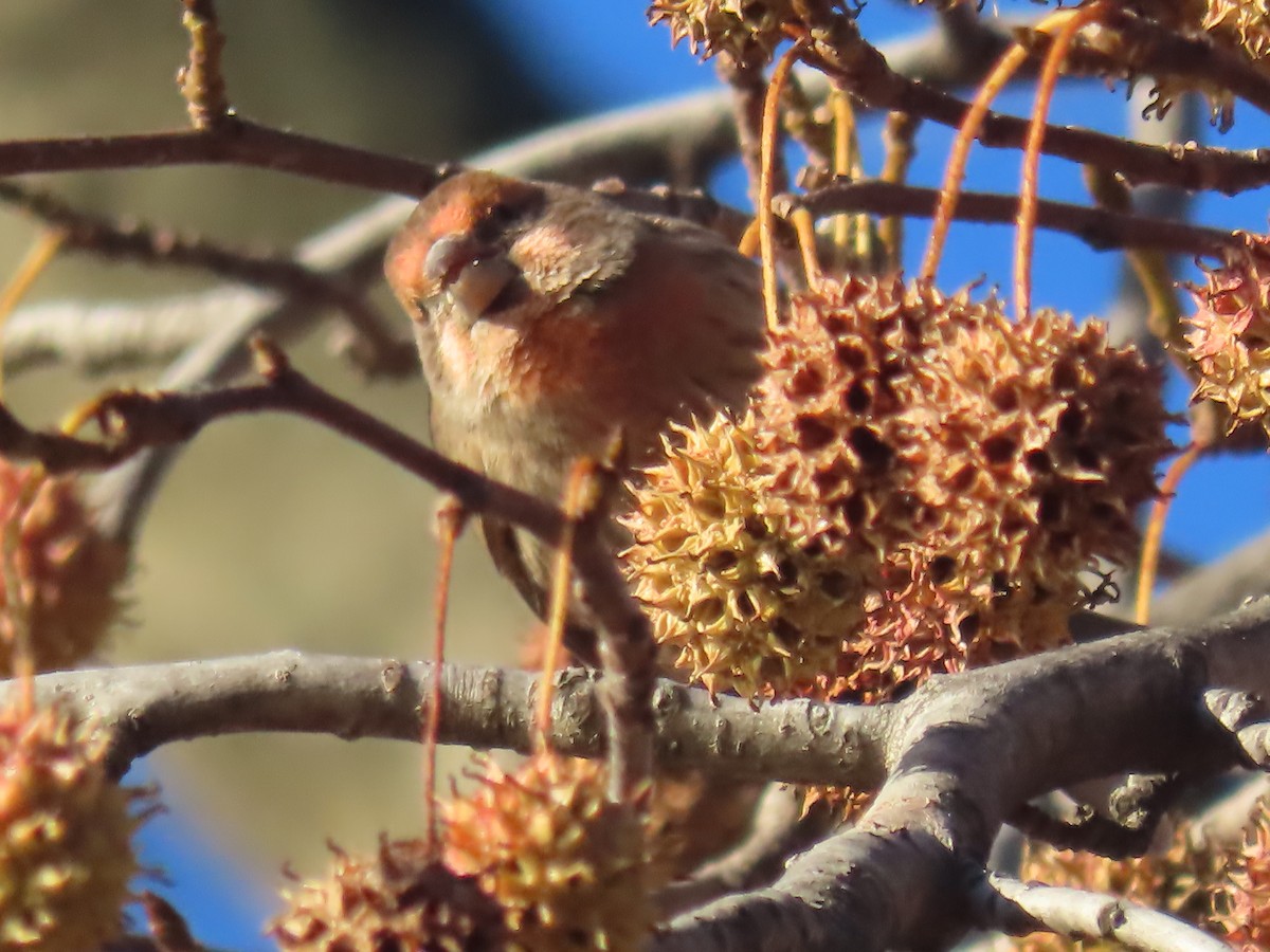 House Finch - ML646086060