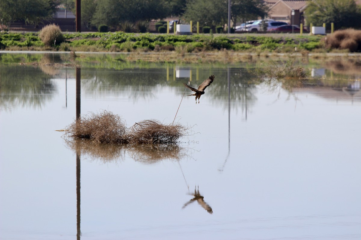 Northern Harrier - ML646086061