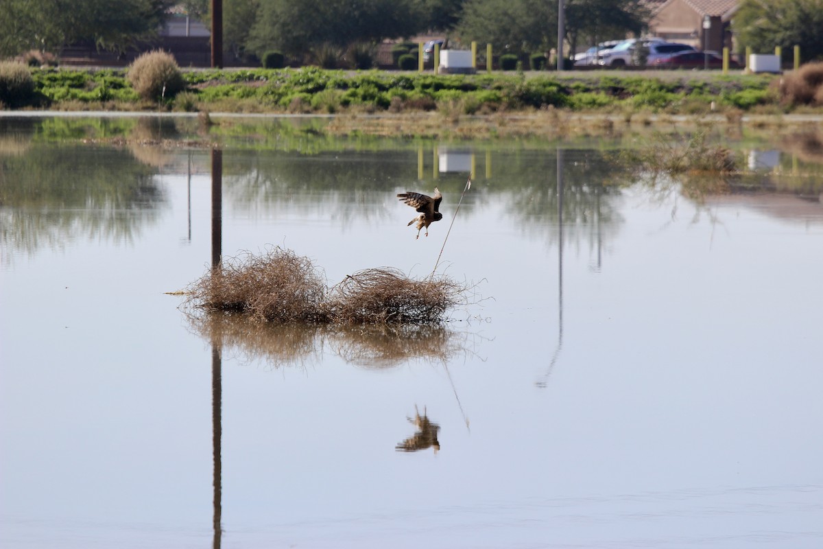Northern Harrier - ML646086062