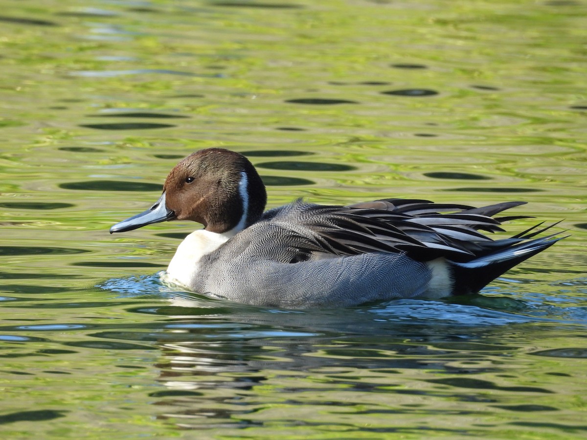 Northern Pintail - ML646086063
