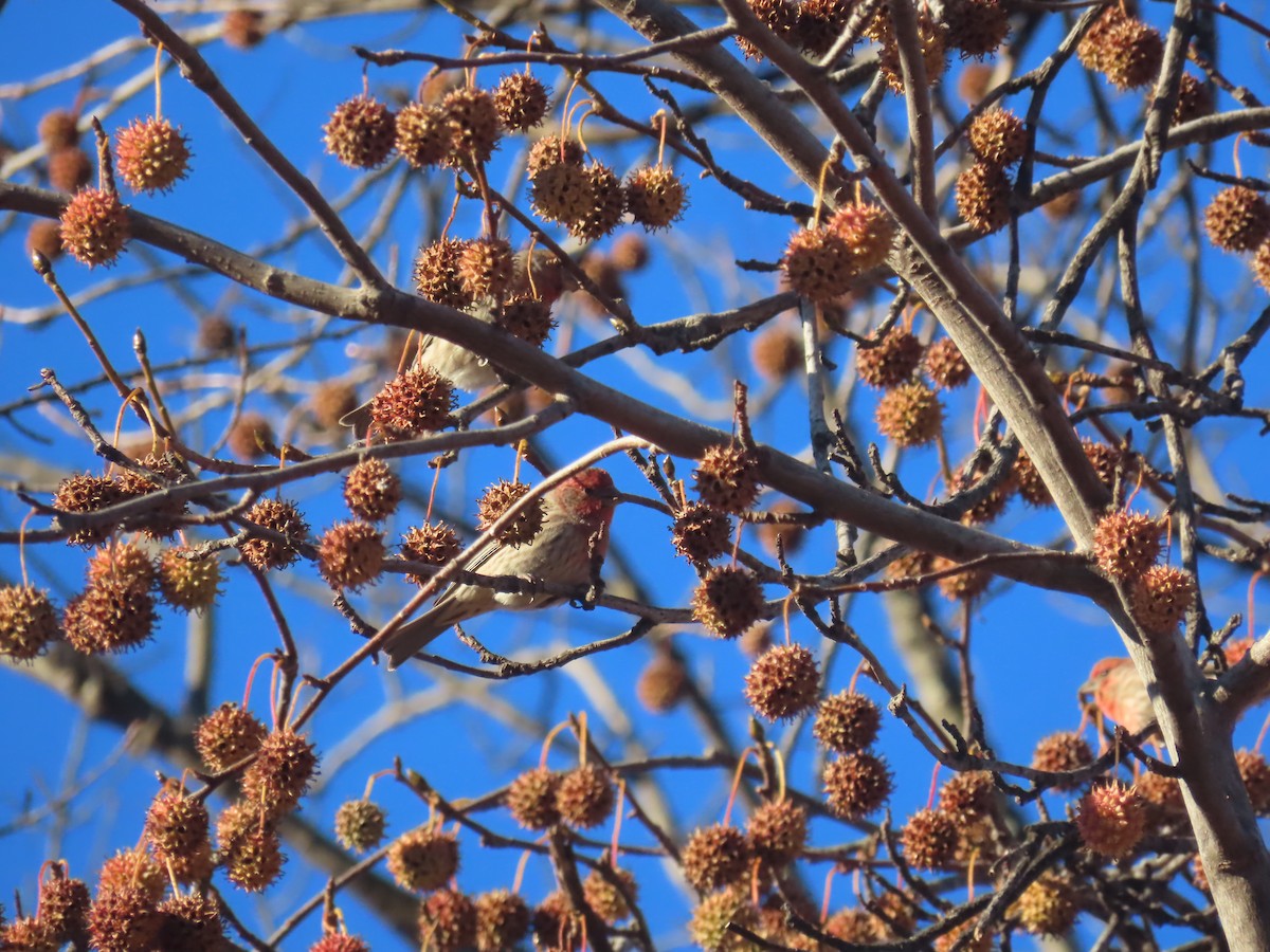 House Finch - ML646086064