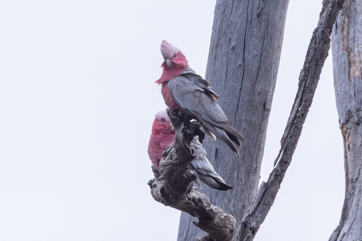 Galah - ML646086066