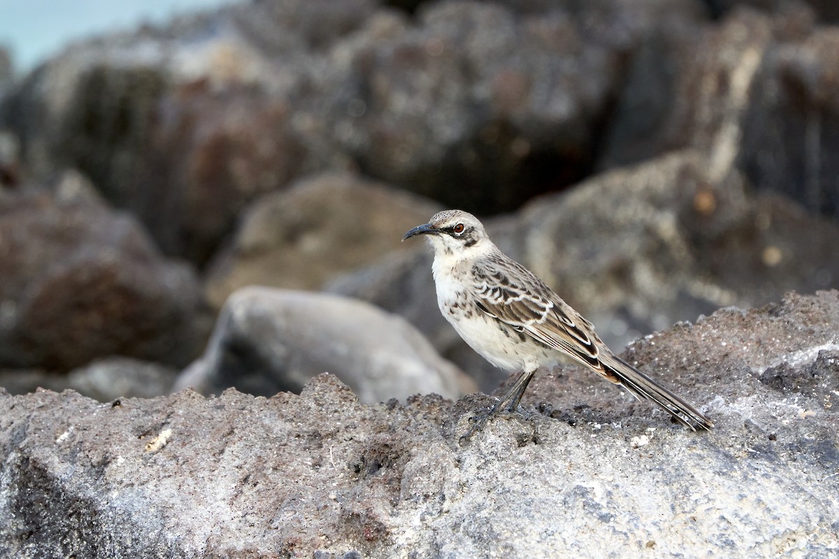 Española Mockingbird - ML646086067