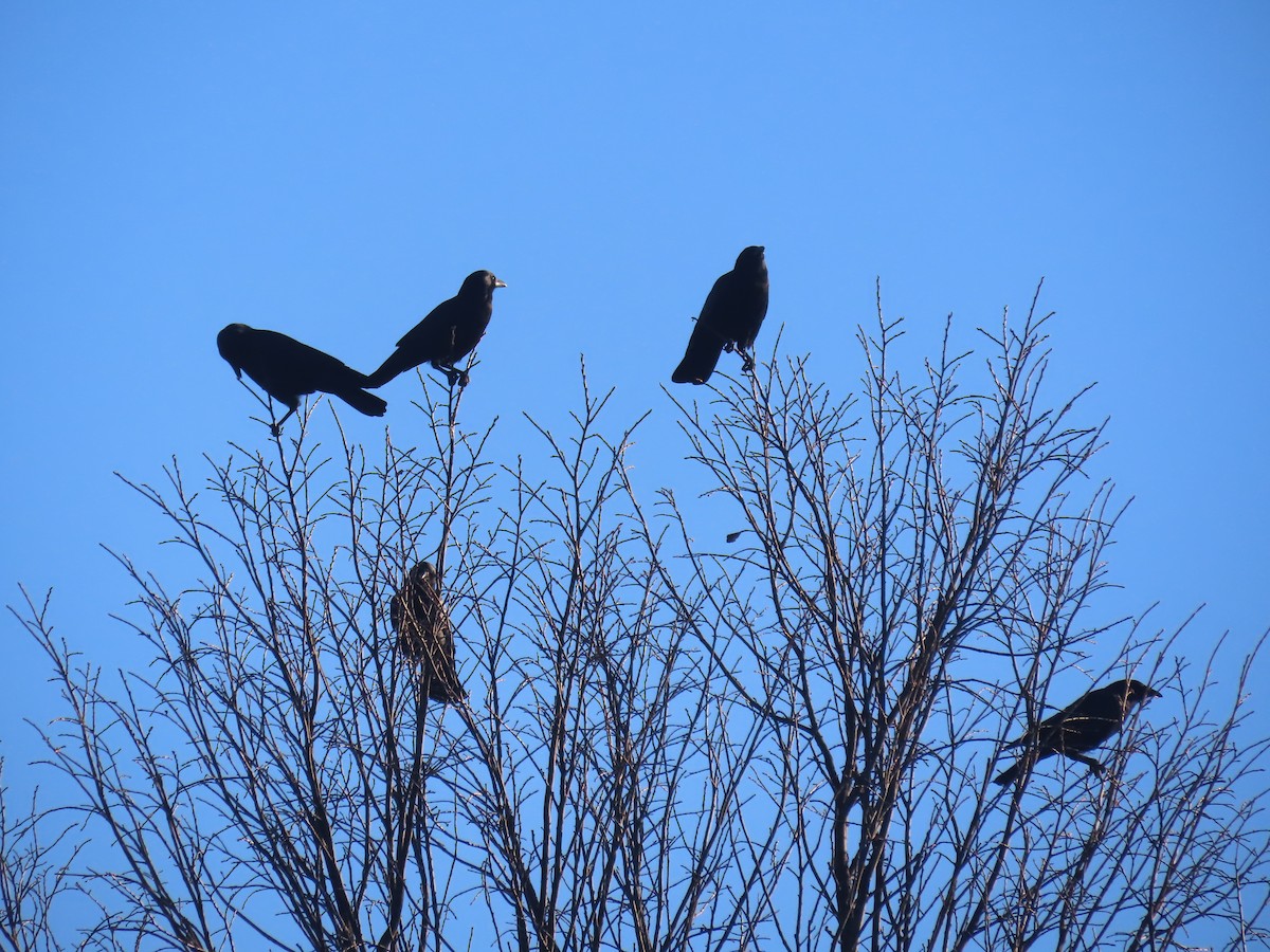 American Crow - ML646086070