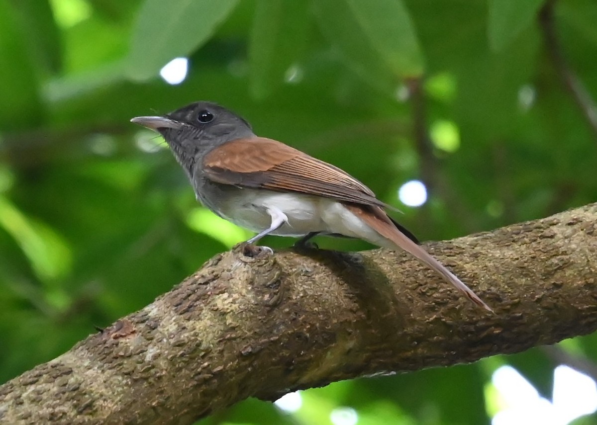 Black Paradise-Flycatcher - ML646086071