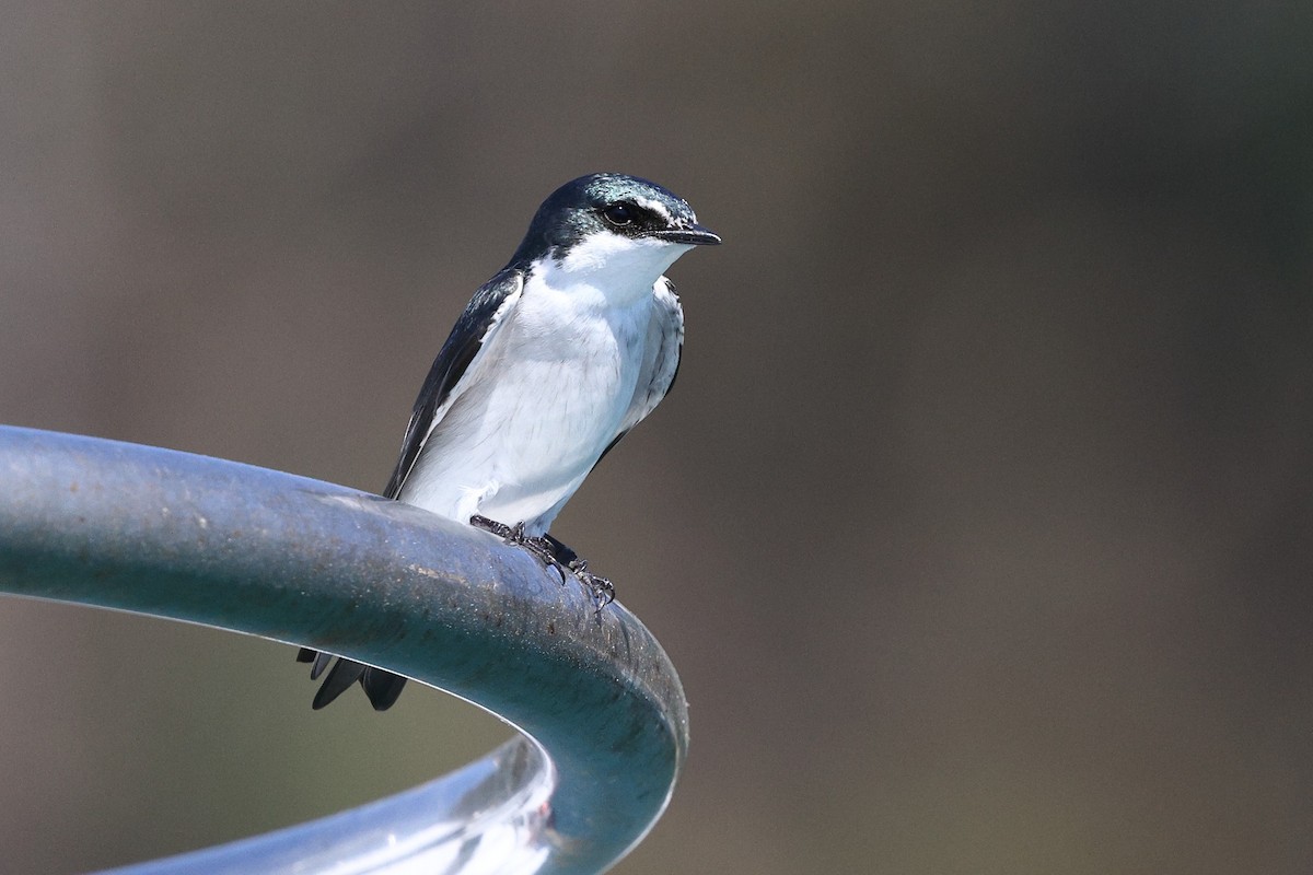 Mangrove Swallow - ML646086075