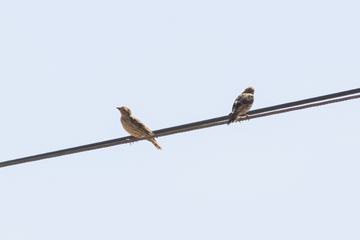 Rock Sparrow - ML646086077