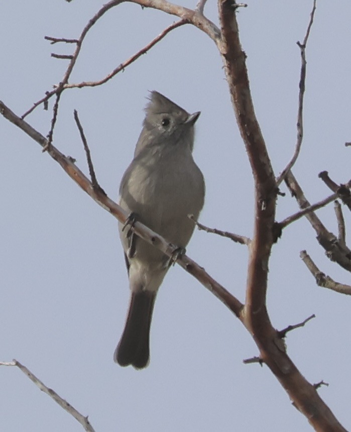 Oak Titmouse - ML646086083