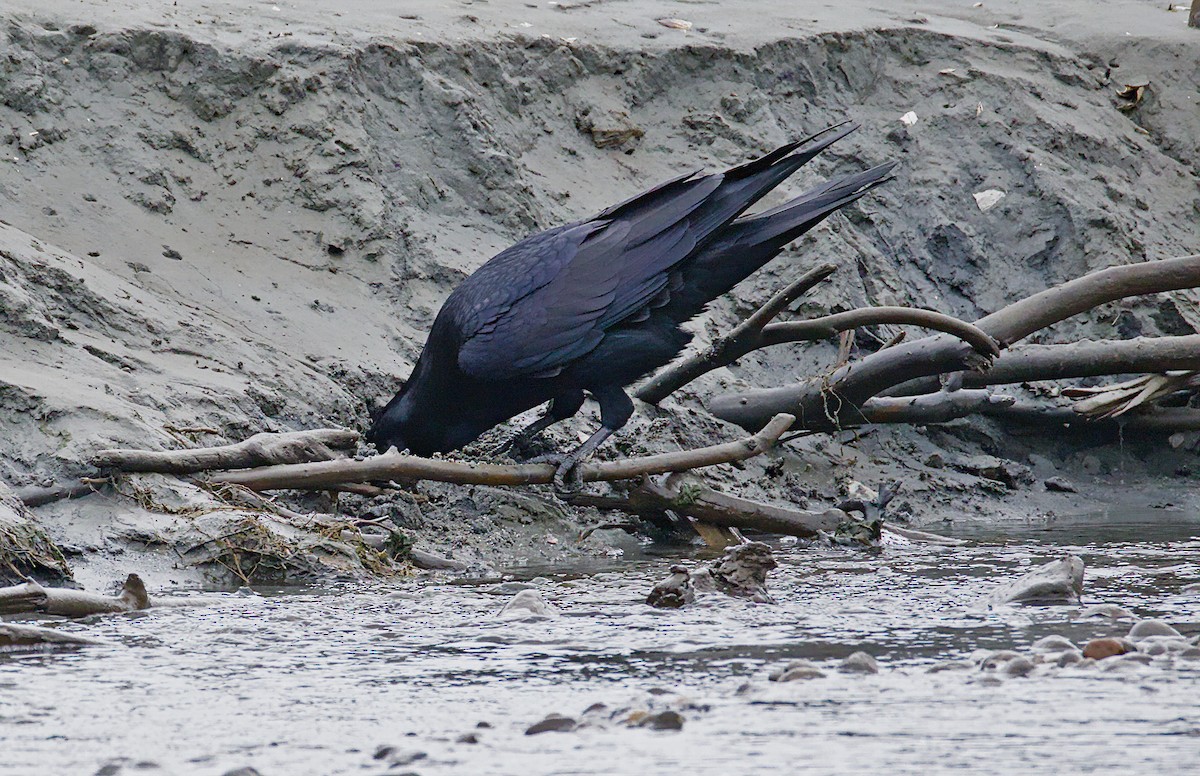 Erroi handia - ML646086085