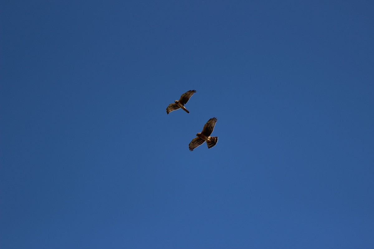 moták severoamerický - ML646086087