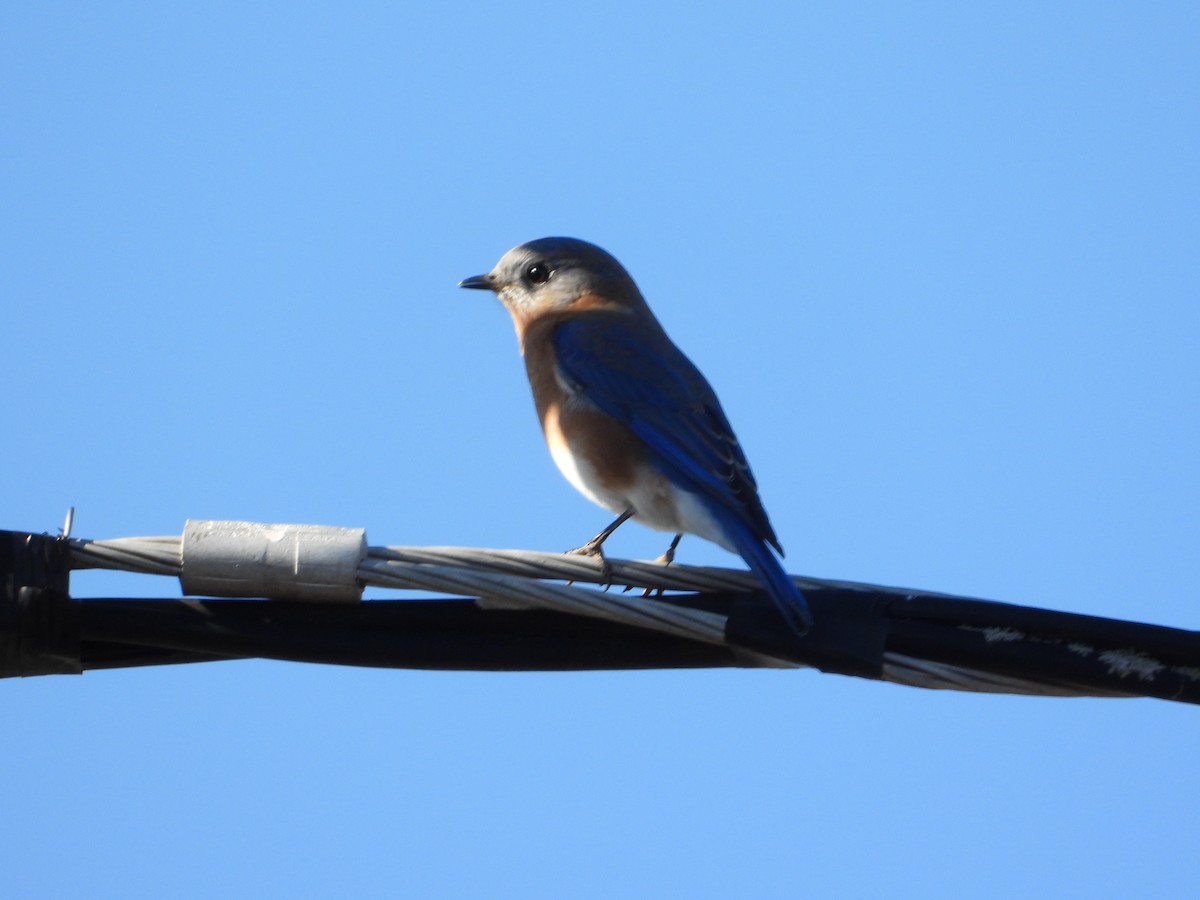 Eastern Bluebird - ML646086088