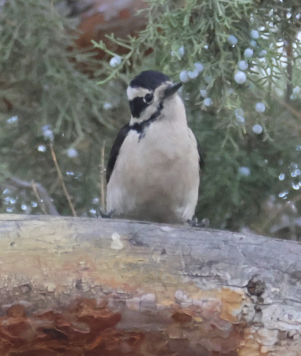 Hairy Woodpecker - ML646086090