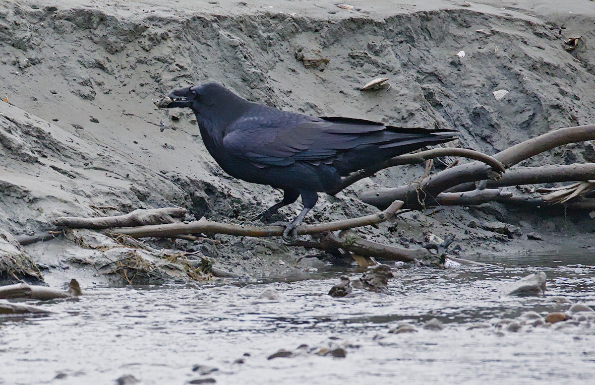 Erroi handia - ML646086091