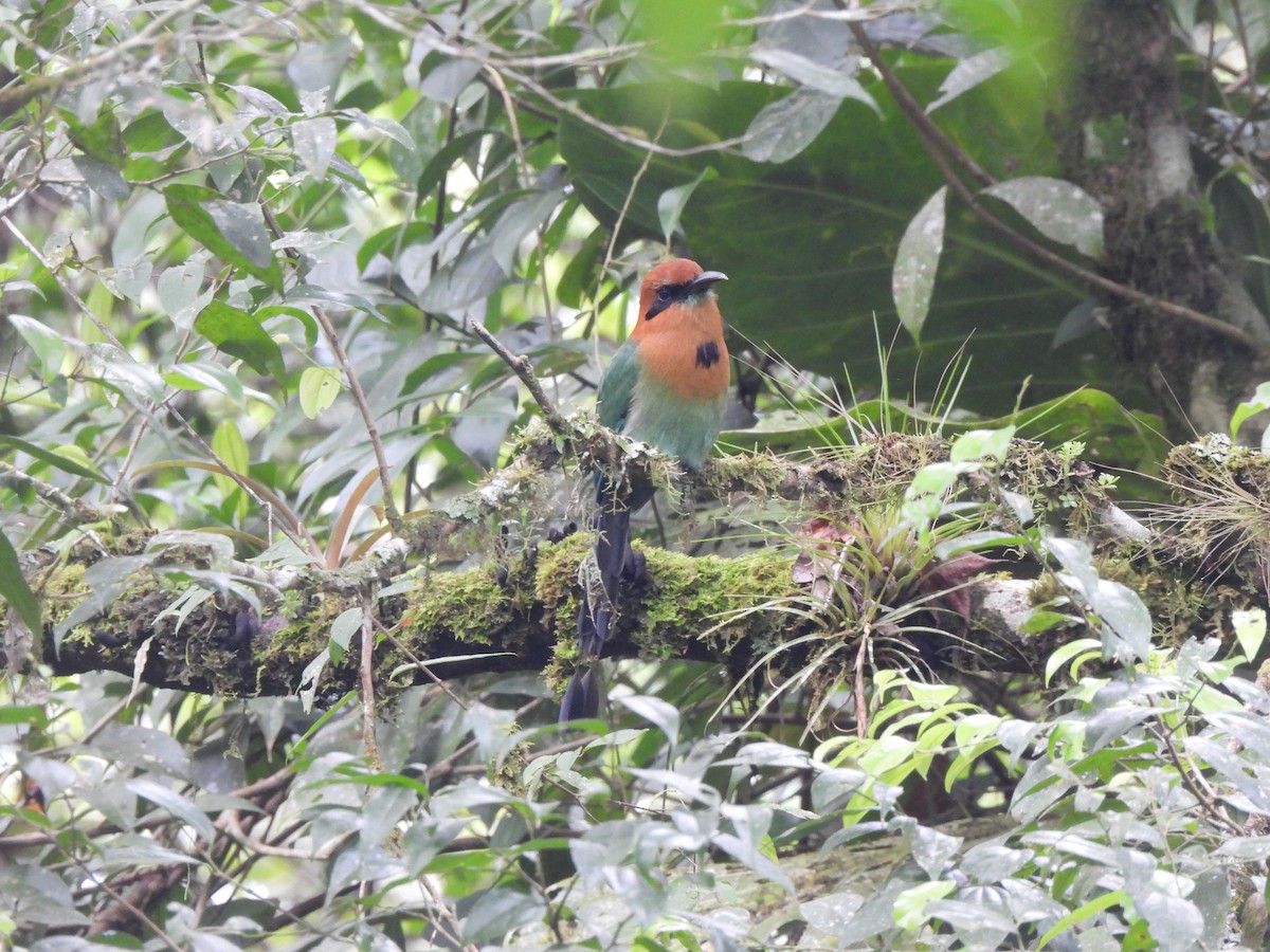 Broad-billed Motmot - ML646086092