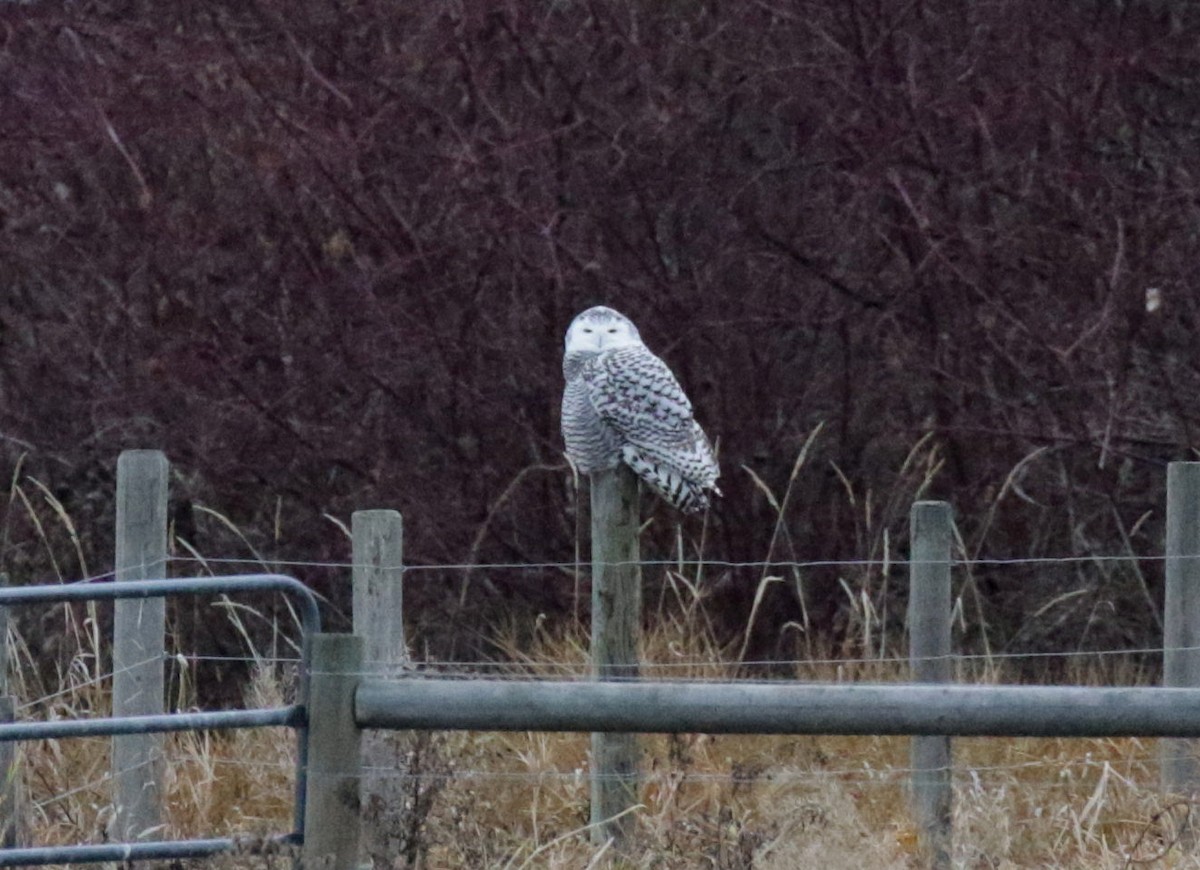 Snowy Owl - ML646086093