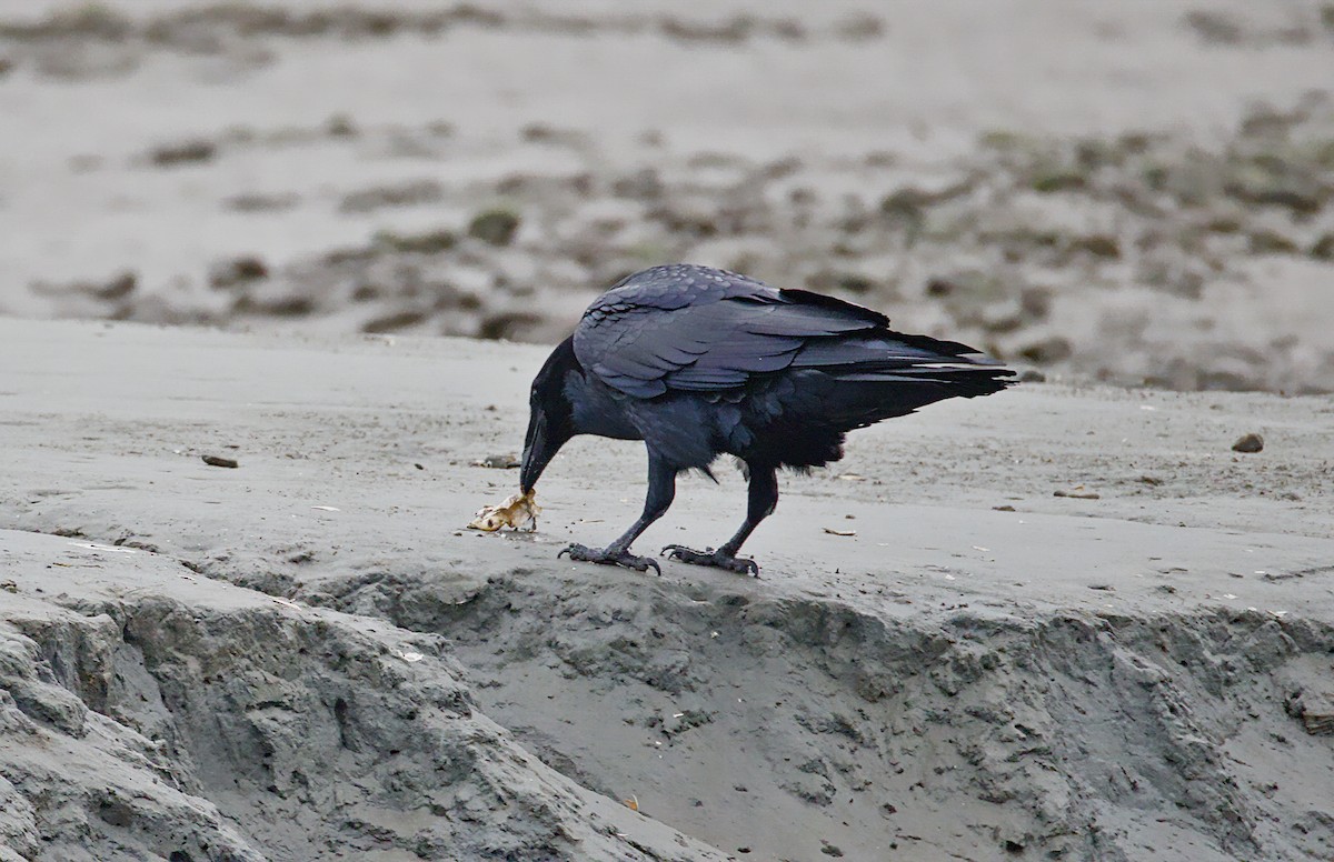 Erroi handia - ML646086103