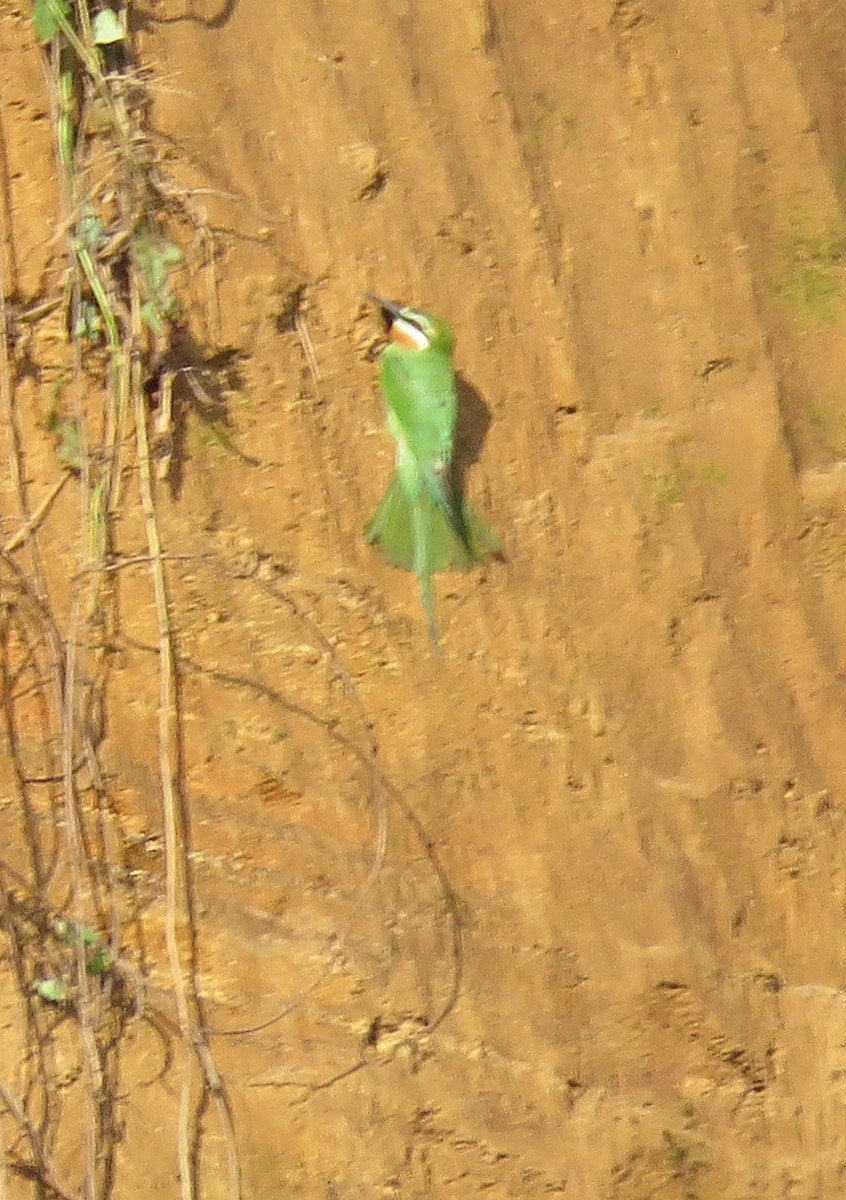 Olive Bee-eater - ML646086108